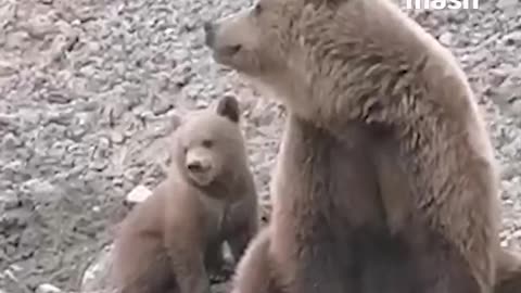 Brown bear decides to take over a construction site