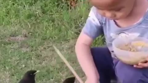 Kind child feeding the birds #shorts #viral #shortsvideo #video