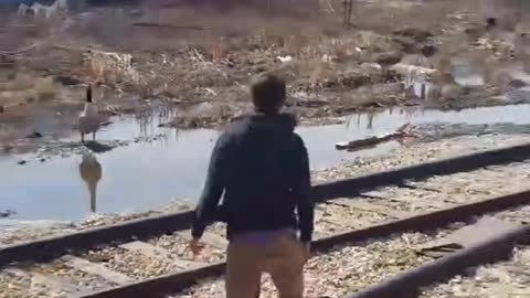 Canadian Goose Chases Man off Job Site