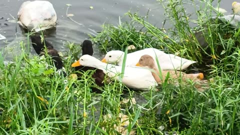 Ducklings river side eating