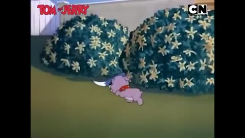 Tom & Jerry: Non-Stop Fun on Cartoon Network