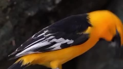 The Oriole is a small bird with bright colors.