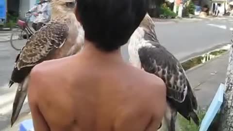 Training eagle-Falconry with eagles