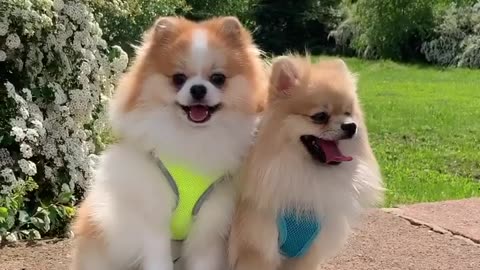 Funny dogs