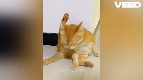 Funny animals video