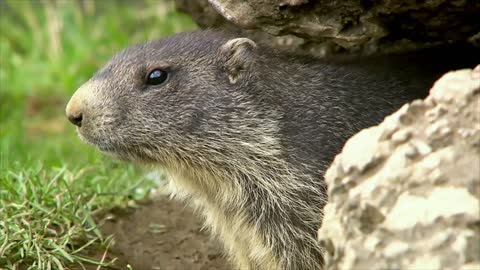 The "marmot granddad" of the Austrian Alps