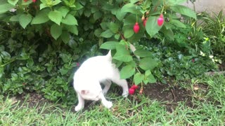 His stubborn naughty cat resurrects with the trees