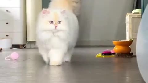 Beautiful White Cat with Long hairs.