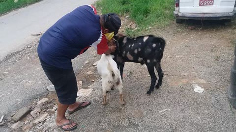 Freeing Two Goats From Plastic Pot