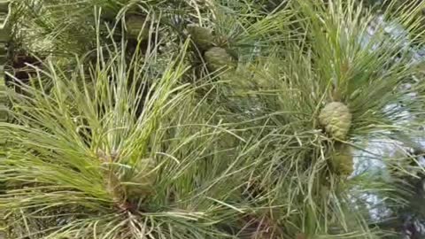 The pine trees are covered with small cones