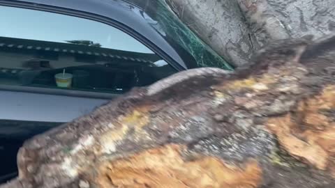 Fallen Tree Totals Car