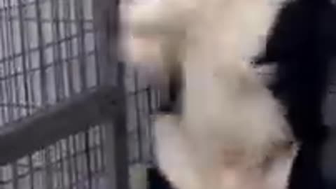 Dog Funniest video of 2023