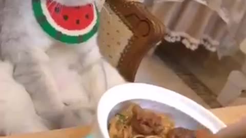 Cute cat cooking video