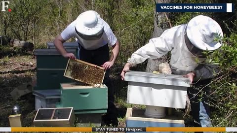 US government approves use of world’s first vaccine for honeybees.