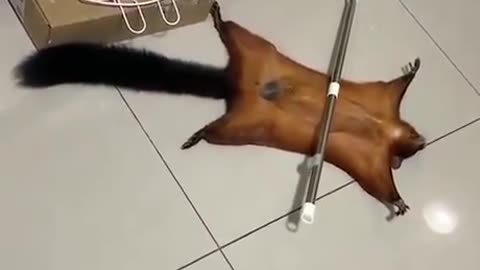 Smart Flying Rat