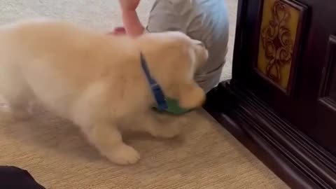 Puppy Meets Baby!