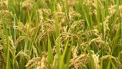 rice ripening in the autumn fields