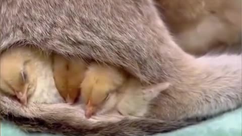 # funny animal videos 2023-24