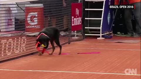 Street dogs retrieve balls during tennis tournament