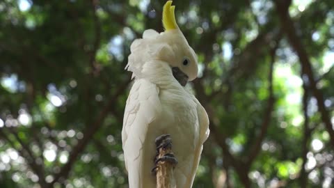 amazon jungle parrot 4k