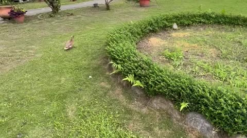 Ducks Enjoy an Afternoon at the Playground