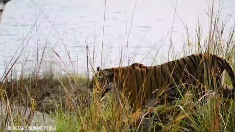 Khursapar Pench Female Tirgess. Baras