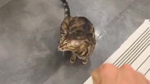 Cat training