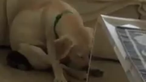 Golden Labrador puppy struggles to stay awake