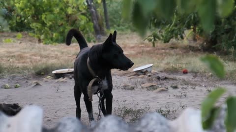 Dogs Barking||||| How do angry dogs look alike