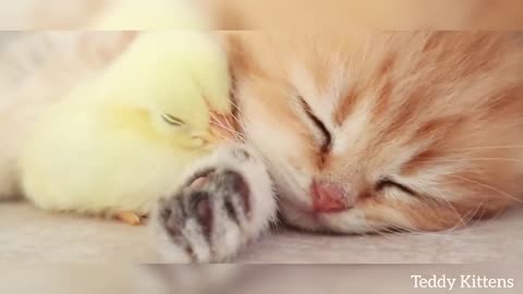 Kitten sleeping with frnd chick