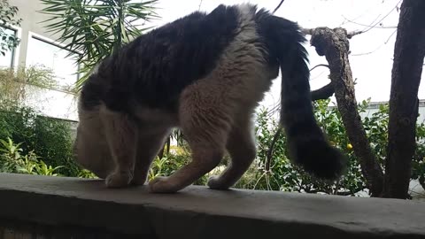 There is cat underneath and this street cat sticks his tongue out, walks slowly and smells the path.