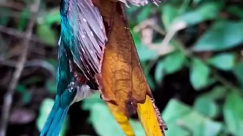 Beautiful bird stuck in leaf 🍃