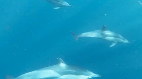 Kids loves Dolphins lifeguards