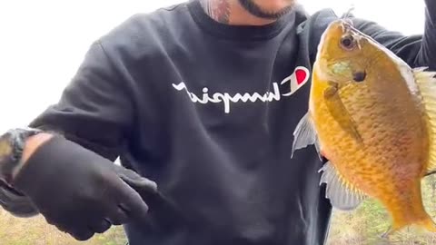 Panfish