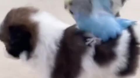 A cute puppy and a little bird playing together