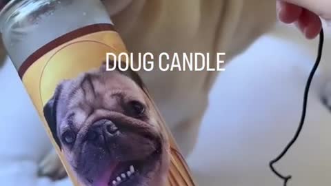 Doug The Pug sniffing random things!