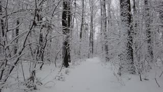 Tilt Shot of Snow Covered Trees