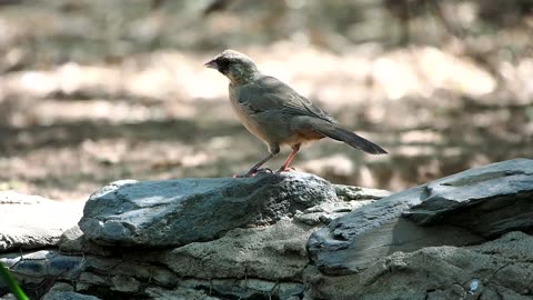 Towhee Gets a Drink