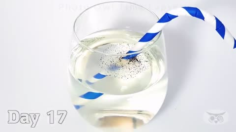 Sprite Time Lapse (TOP REQUESTED)