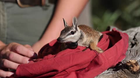 59_Red-tailed Phascogale make a historic return to NSW