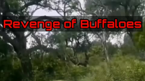 Forest Lover/Revenge of Buffaloes