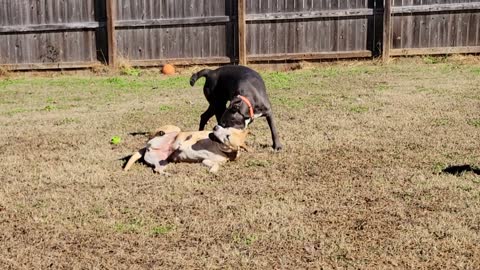 Briggs foster, playtime, lunafarmsrescue, grey pittie still needs a home