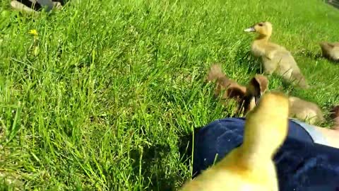 Ducklings Playing in the Yard / Built on the Rock Farm