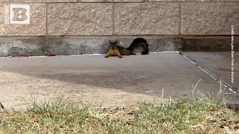 Squirrels Seen "Splooting" to Beat the Texas Heat