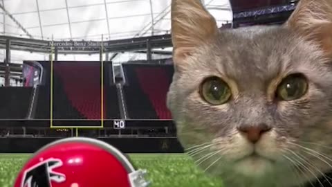 🤣🤣🤣The cat video you never knew you needed! A Falcons cat! | Atlanta Falcons