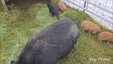 Graham Family Farm: Fog and Black Ice