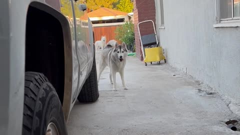 Hide and Seek Husky