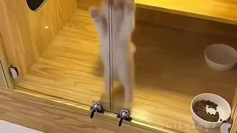 Funny cats video