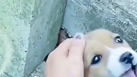 Little stray dog understands language of love