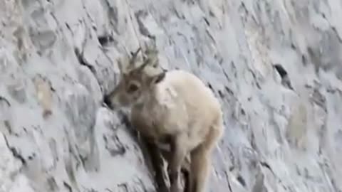 The Incredible Ibex #shorts #viral #shortsvideo #video